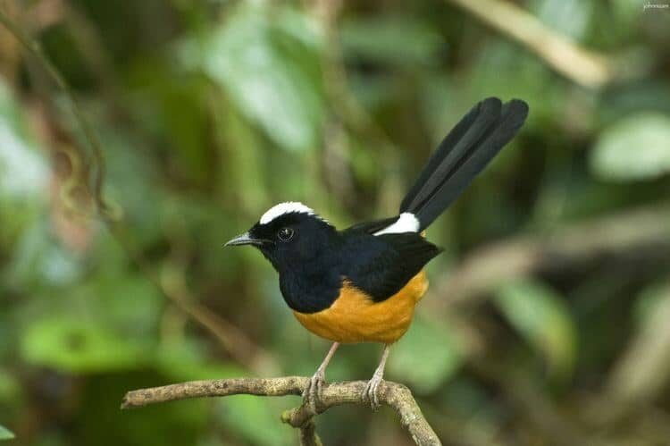 mengenal-5-jenis-burung-murai-batu-ekor-hitam-dan-ciri-cirinya-7032712