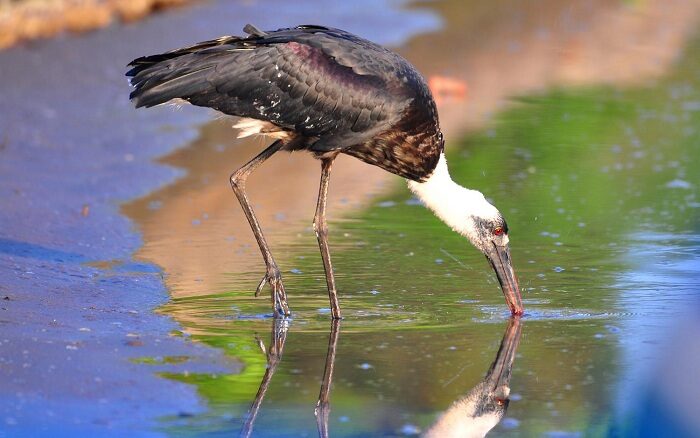 mengenal-bangau-sandang-lawe-ciconia-episcopus-pemakan-ikan-1147353