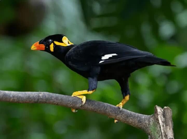 mengenal-burung-beo-nias-endemik-dari-pulau-sumatera-6929660