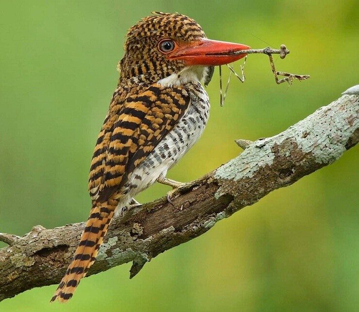 mengenal-ciri-khas-burung-cekakak-batu-dan-perilakunya-5521472