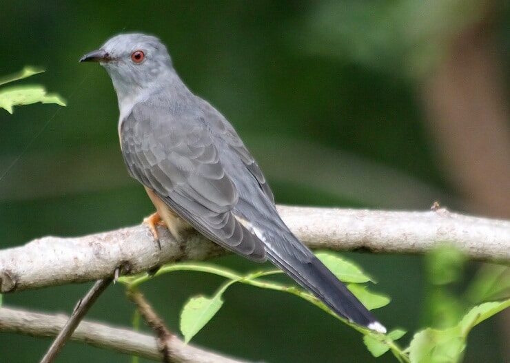 mengenal-ciri-khas-burung-wiwik-kelabu-dan-daerah-persebarannya-4742762