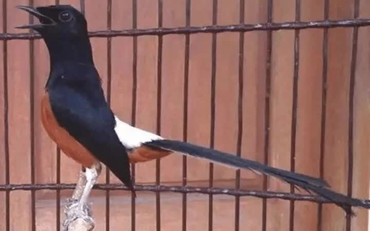 mengenal-ciri-khas-murai-batu-thailand-asli-5605593