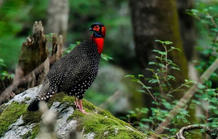 mengenal-tragopan-barat-bertanduk-burung-pesolek-dan-pemalu-5387502