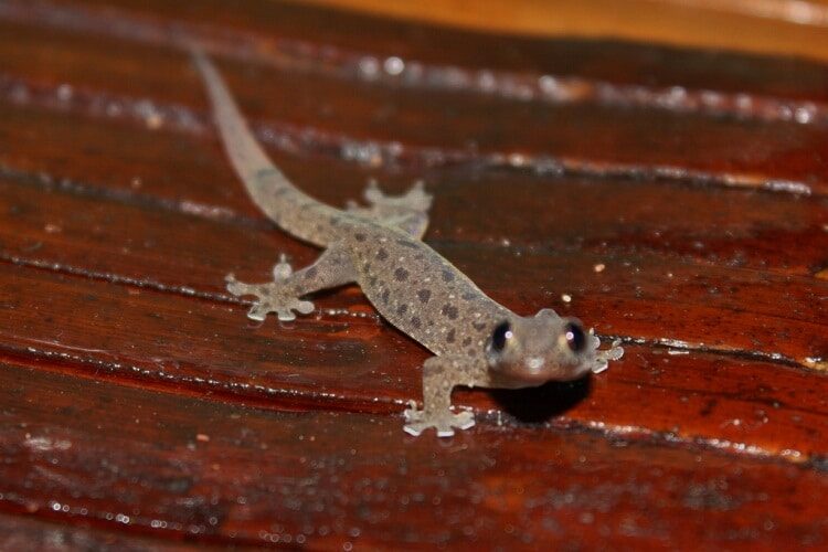 mengetahui-berbagai-efek-pemberian-cicak-pada-burung-cendet-4225712