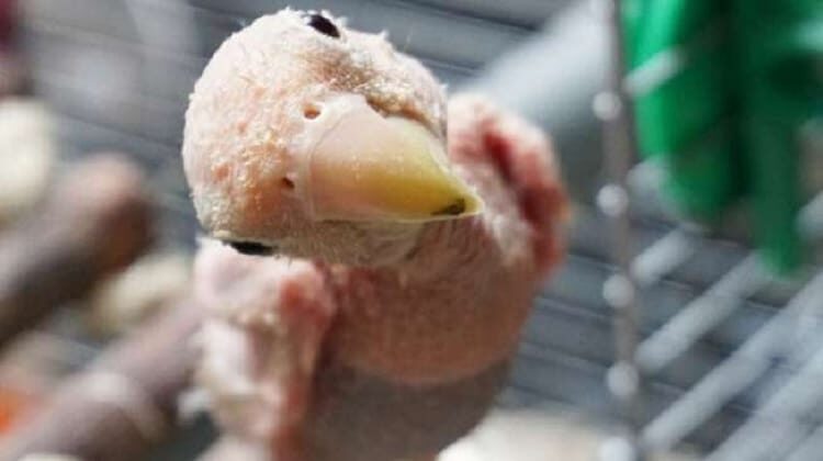 mengetahui-khasiat-lidah-buaya-untuk-lovebird-botak-4354753