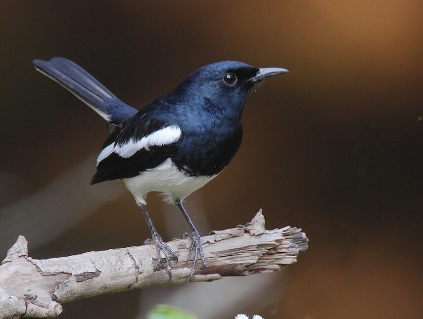 oriental-magpie-robin-8863312