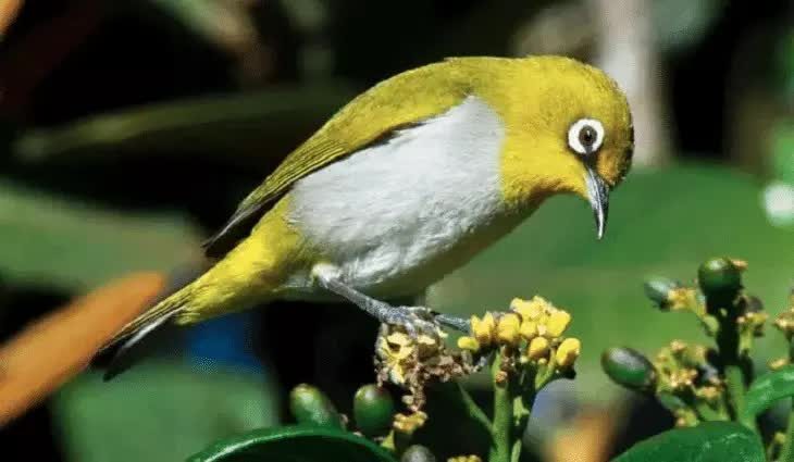 pakan-alami-burung-pleci-2843882