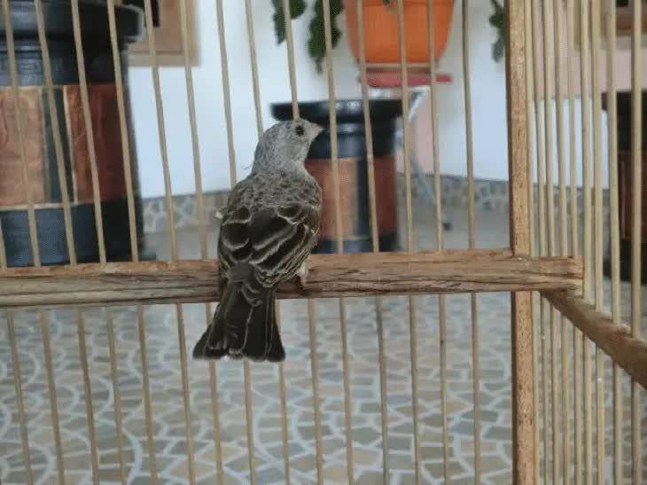 penangkaran-burung-edel-sanger-5743621