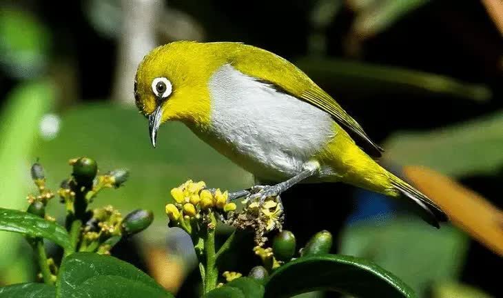 penyebab-burung-pleci-angkat-1-kaki-saat-lomba-8279884