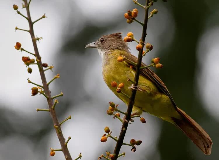 perawatan-burung-cucak-jenggot-agar-bisa-gacor-9274692