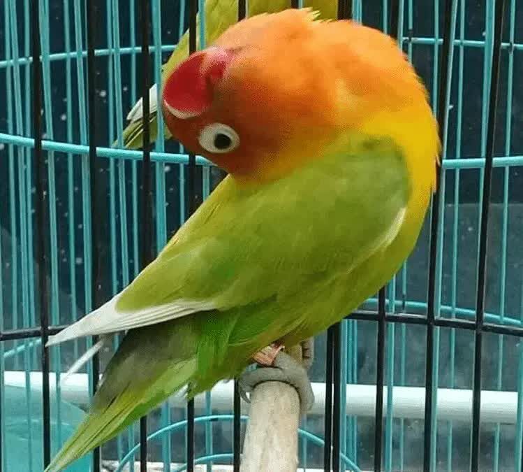 perawatan-harian-lovebird-paud-3603993