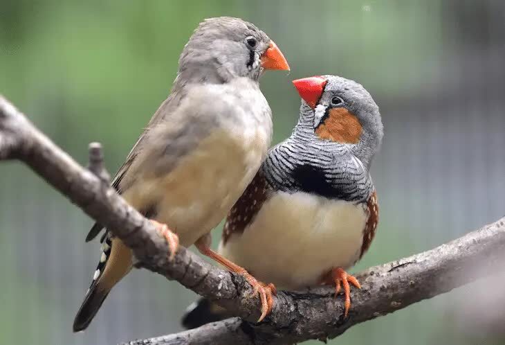 perbedaan-zebra-finch-jantan-dan-betina-6418387