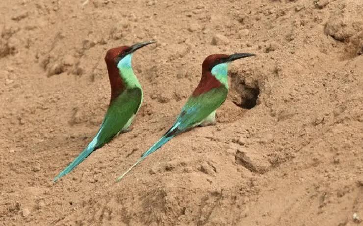 perilaku-burung-kirik-kirik-7909380