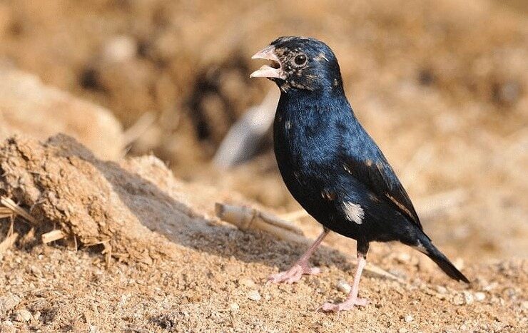 perilaku-burung-village-indigo-finch-dengan-suara-merdu-5356829