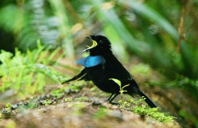 perilaku-cenderawasih-vogelkop-2076107