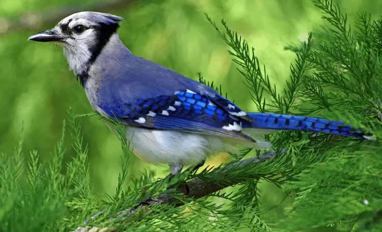 perilaku-unik-blue-jay-4164405