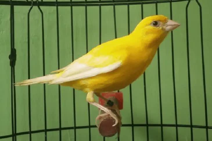 spanish-raza-4297510