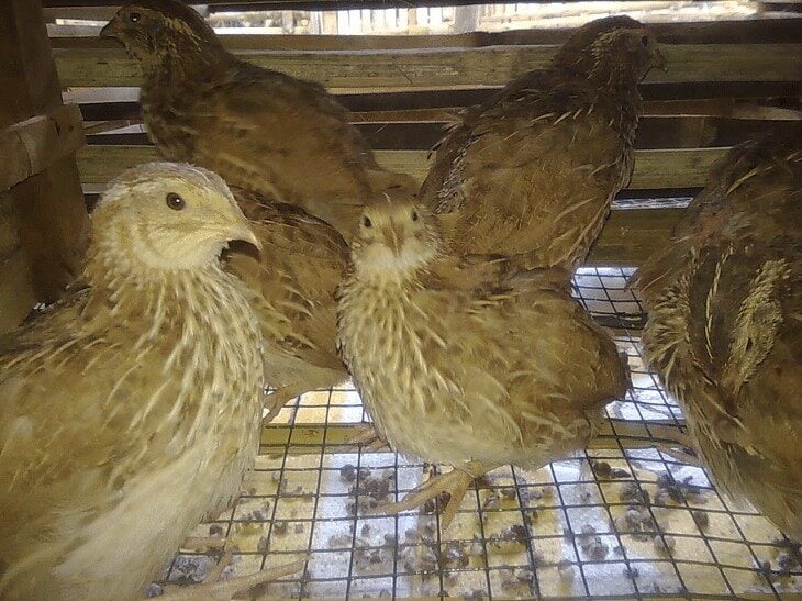 tips-mudah-ternak-burung-puyuh-agar-hasilnya-memuaskan-8053490