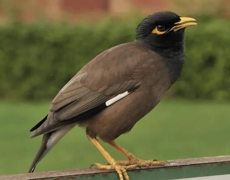 tips-pemasteran-jalak-nias-8942917