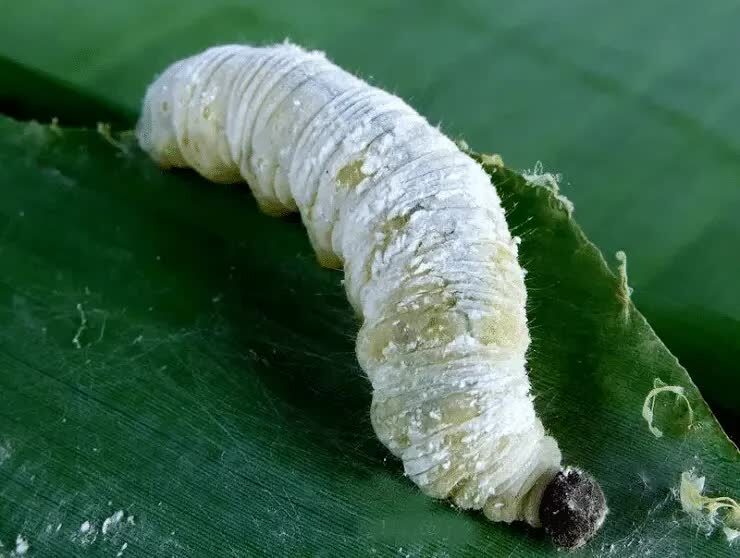 ulat-daun-pisang-6279443