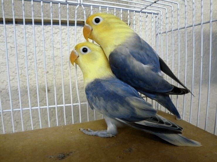 variasi-warna-lovebird-2829547