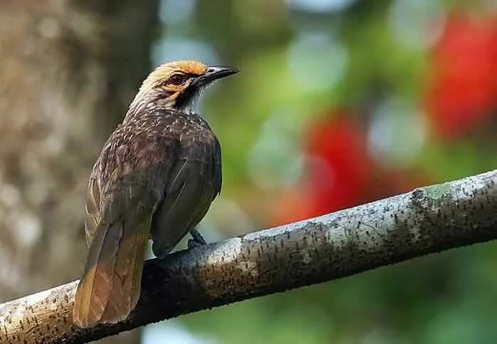 download-suara-cucak-rowo-mp3-9431317