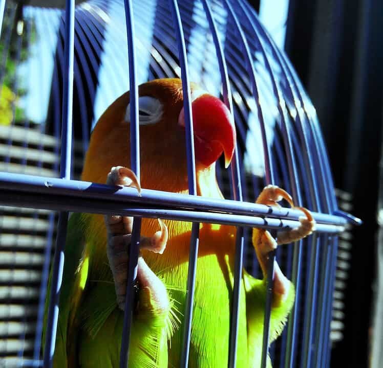 lovebird-1491663_960_720-7958455