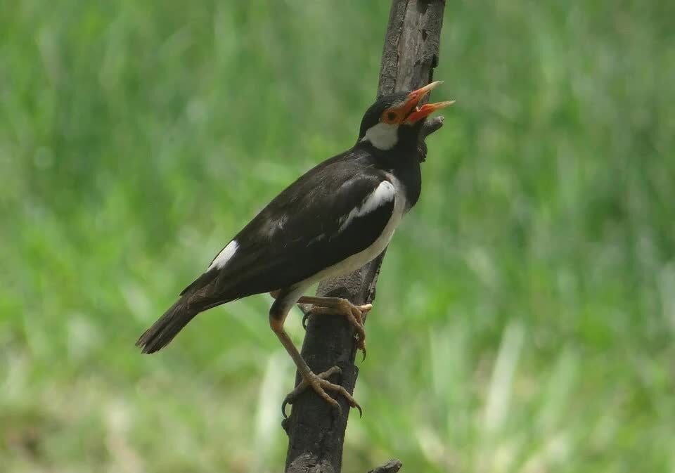 pied-myna-385273_960_720-7874900