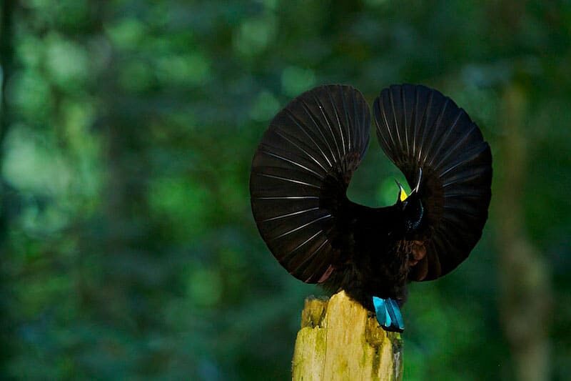 tim-laman12-bop-080905-024-3-8766527