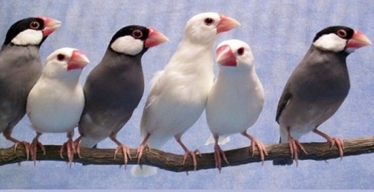 1-mengenal-lebih-dekat-jenis-burung-glatik-dan-habitatnya-6897573