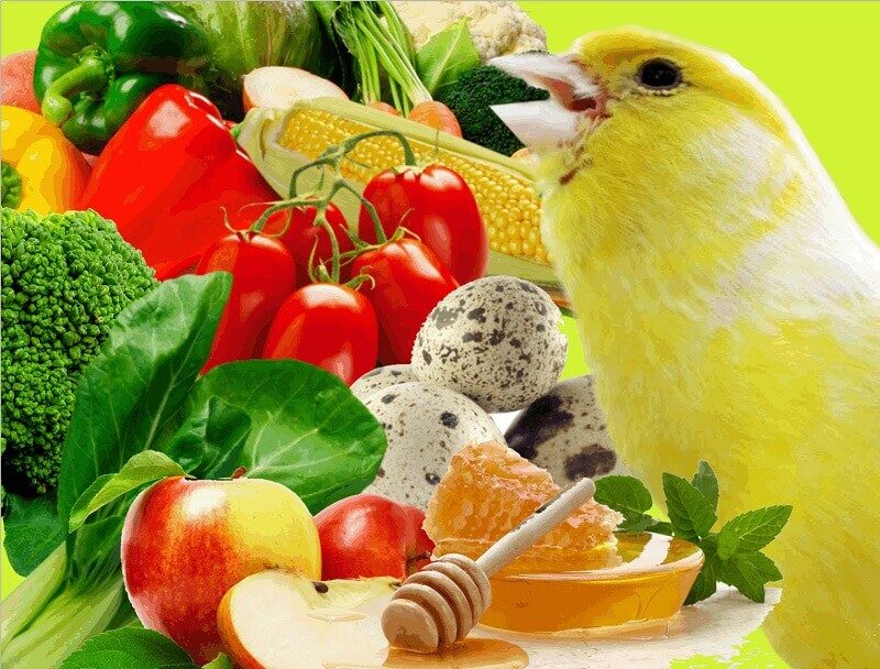 13-jenis-pakan-tambahan-burung-kenari-yang-bikin-rajin-bunyi-4757712