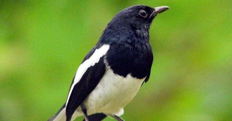 2-cara-paling-efektif-menguruskan-burung-kacer-yang-kegemukan-4756185