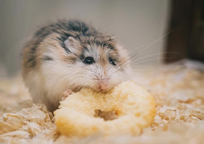 5-jenis-hamster-lucu-ini-cocok-untuk-dijadikan-hewan-peliharaan-9613475