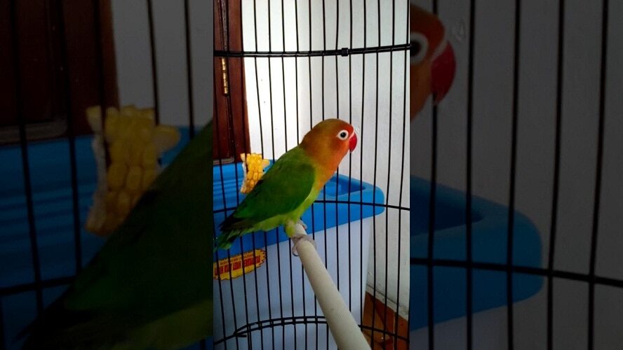 5-keunggulan-lovebird-taiwan-dibandingkan-lovebird-lokal-7940746