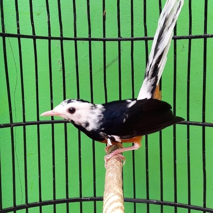 asal-usul-dan-kelebihan-murai-batu-blorok-yang-perlu-diketahui-9257330