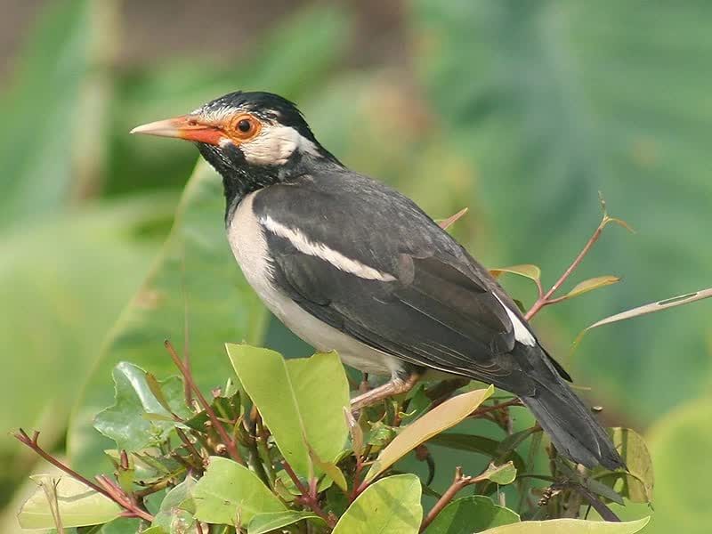 asian_pied_starling_i_img_5520-8876045