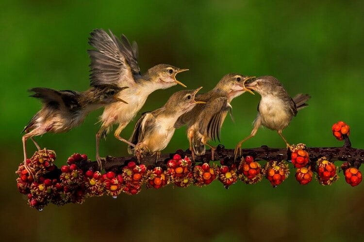 budidaya-burung-ciblek-kristal-1103370
