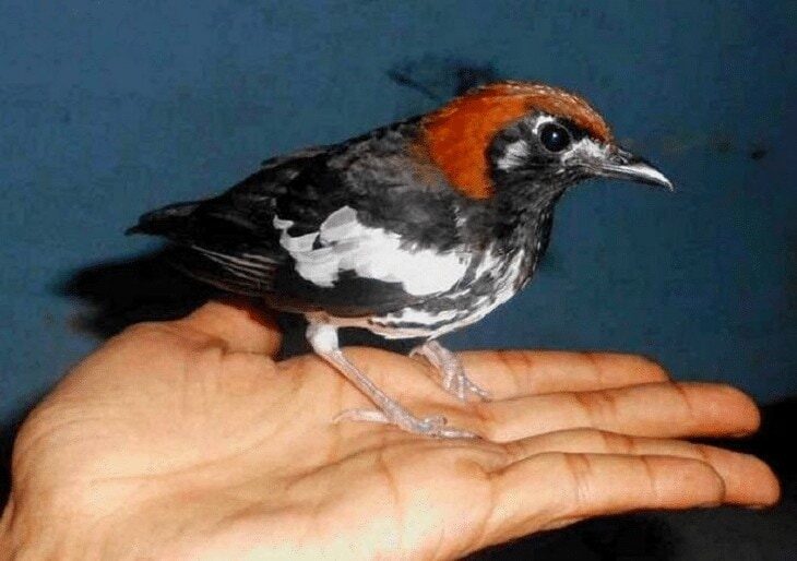 burung-anis-kembang-sesuai-daerah-asal-7822921