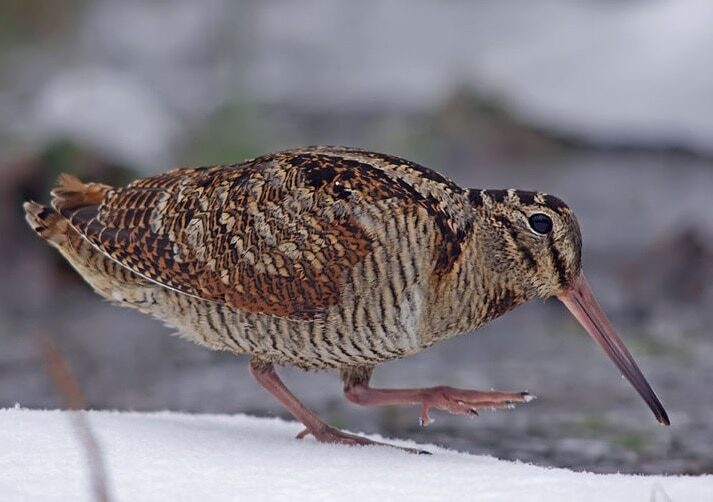 burung-berkik-gunung-maluku-jenis-burung-endemik-pulau-obi-7788665