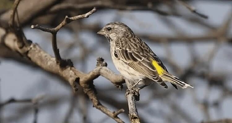 burung-blackthroat-jantan-2966862