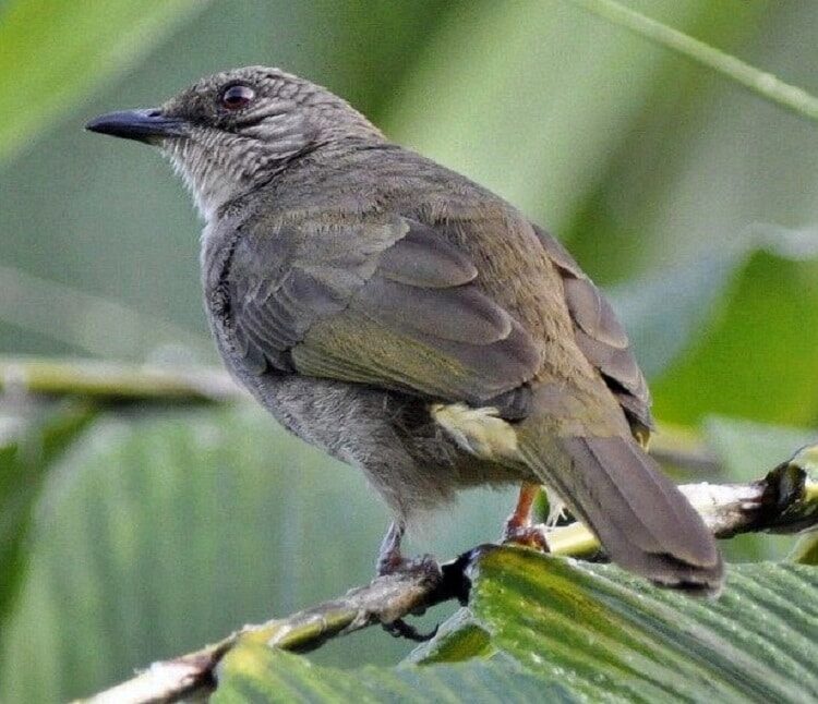 burung-brinji-kelabu-7184673