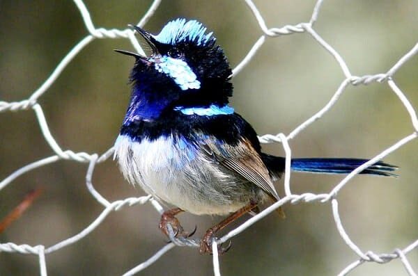 burung-cikrak-peri-burung-cantik-pandai-menguping-4089100