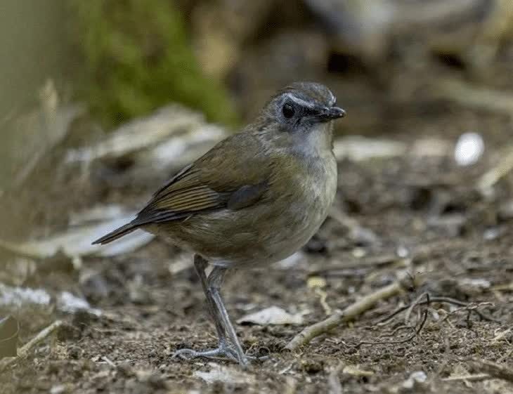 burung-cingcoang-cokelat-8881734