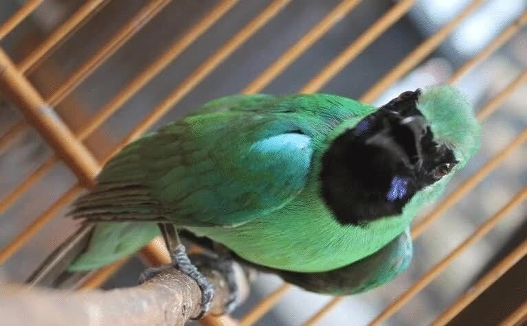 burung-cucak-ijo-ngentrok-8008561