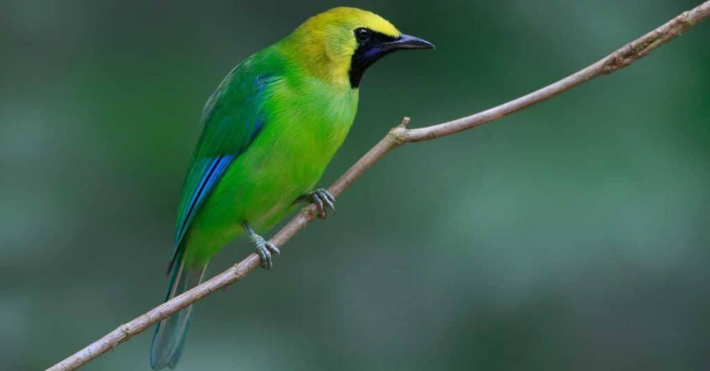 burung-cucak-ranting-6616519