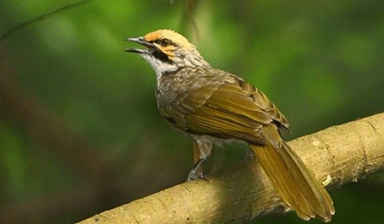 burung-cucakrawa-3575268