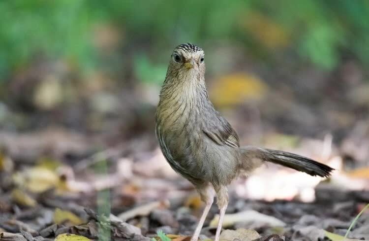 burung-hwamei-taiwan-9138724