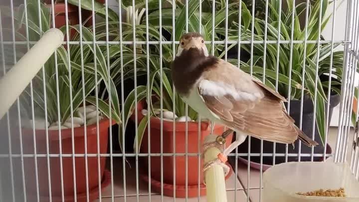 burung-jalak-suren-albino-2-6632328
