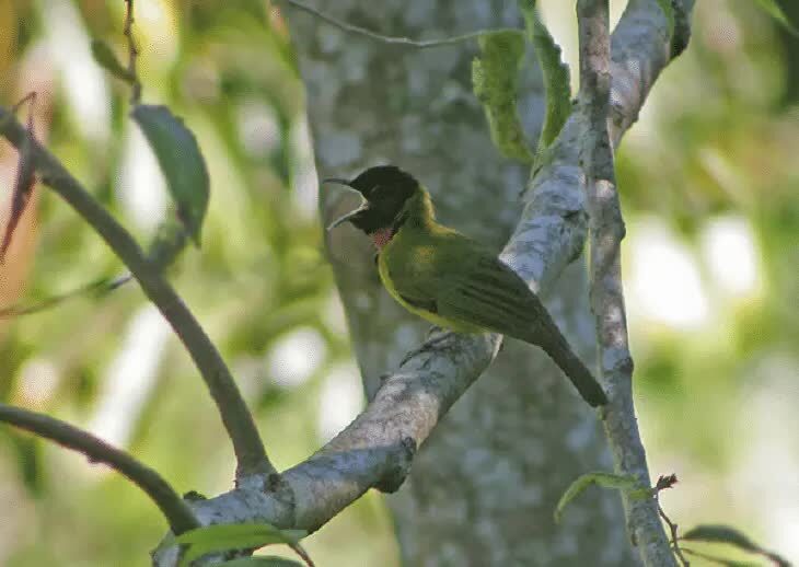 burung-kancilan-flores-4602801