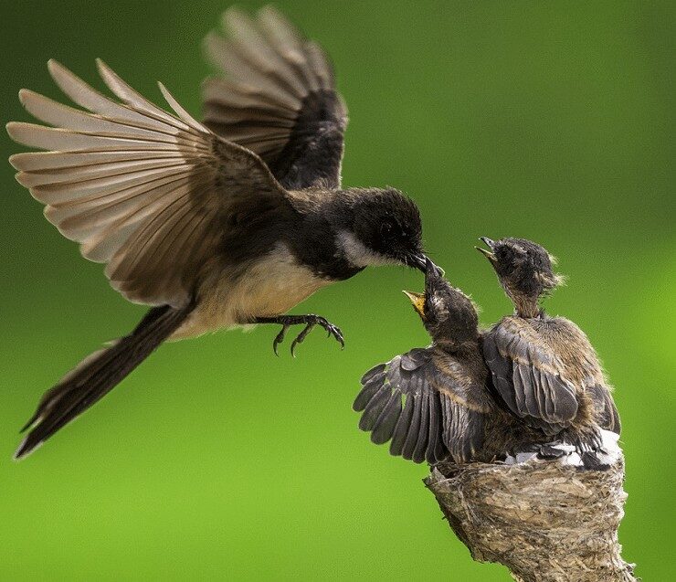 burung-kipasan-belang-9353013